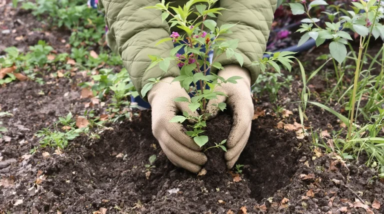 Ce buisson qu&rsquo;adorent les pollinisateurs est à planter dès maintenant pour leur offrir un festin au printemps